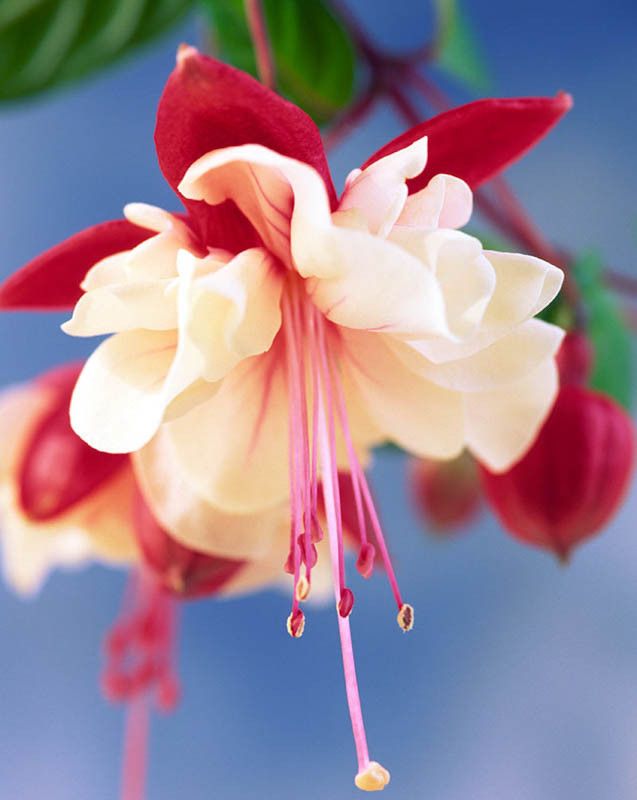 Fuchsia 4", Color: Swing Time Red and White