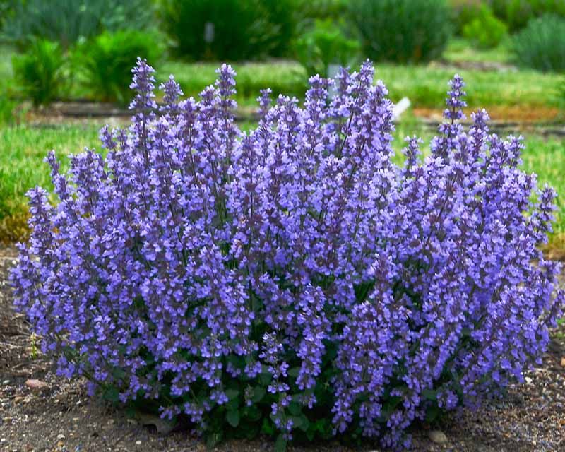 Nepeta 'Cat's Pajamas' Catmint, Size: 1 gal PW