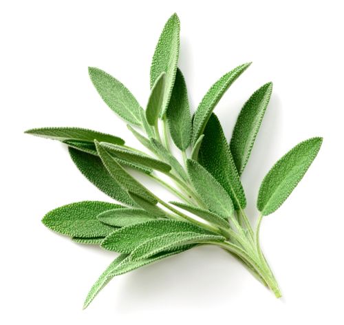 Sage, Size: 4"