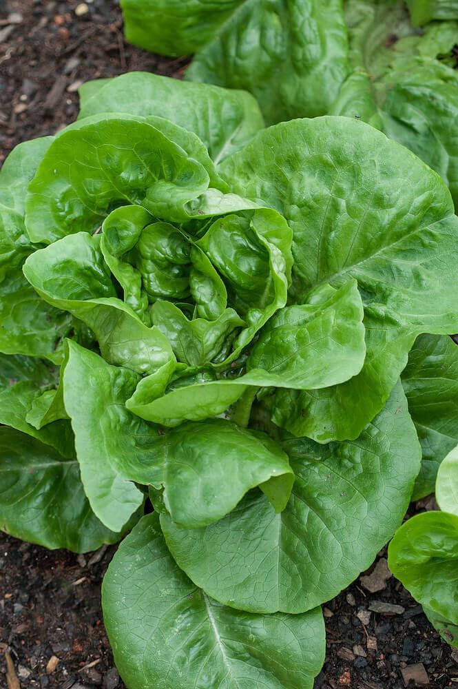 Head Lettuce (seed pkg), Variety: Buttercrunch