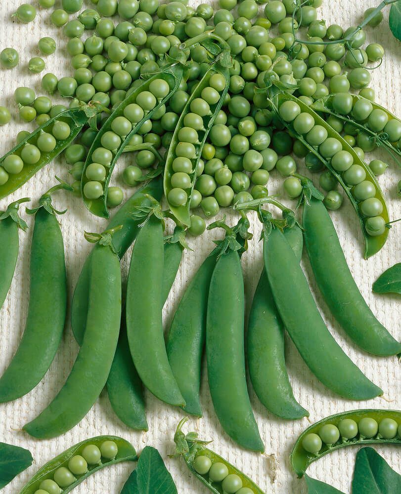 Peas (seed pkg), Variety: Homesteader (small pkg)