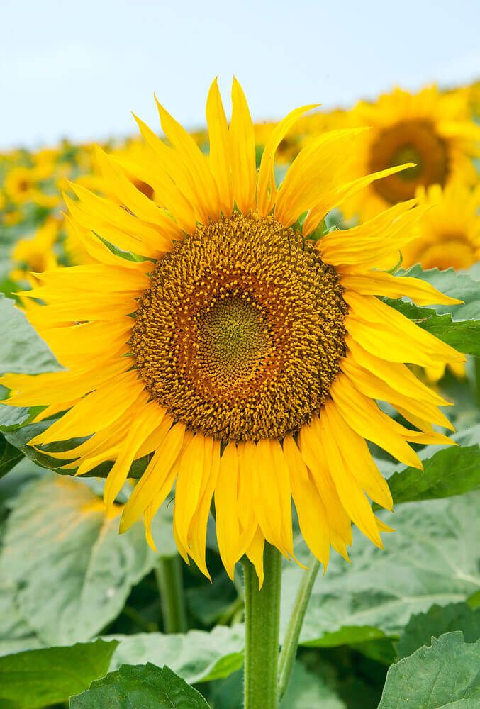 Sunflowers (seed pkg), Variety: Large Grey Stripped (small pkg)