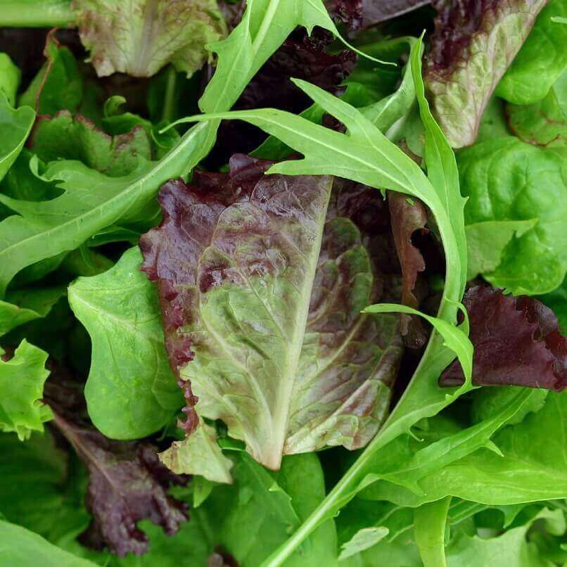 Mesclun (seed pkg), Variety: Mild Mix