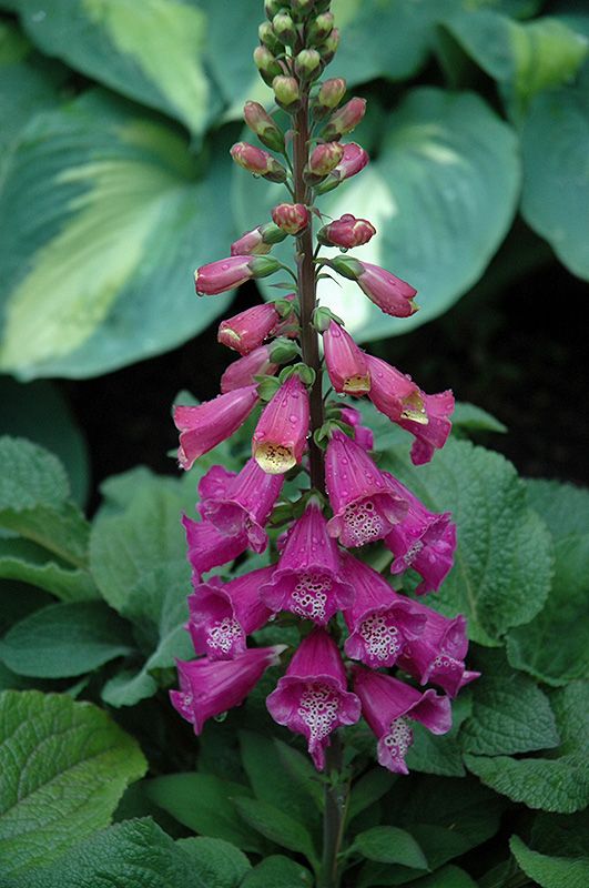 Foxglove 'Digitalis Candy Mountain', Size: 1 gal