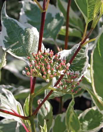 Dogwood 'Silverleaf', Size: 3 gal