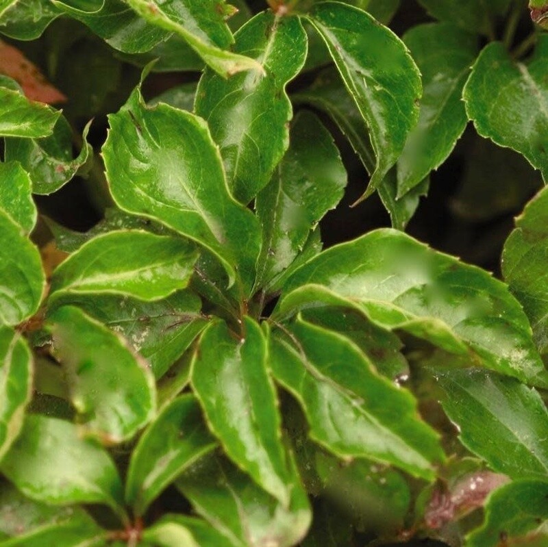 Parthenocissus 'Engelmanii' Virginia Creeper