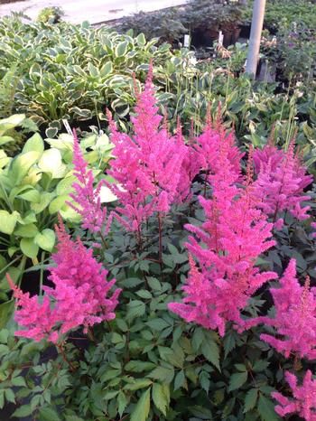 Astilbe 'Maggie Daley', Size: 1 gal