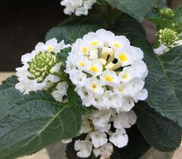 Lantana - 4", Color: Havana Full Moon
