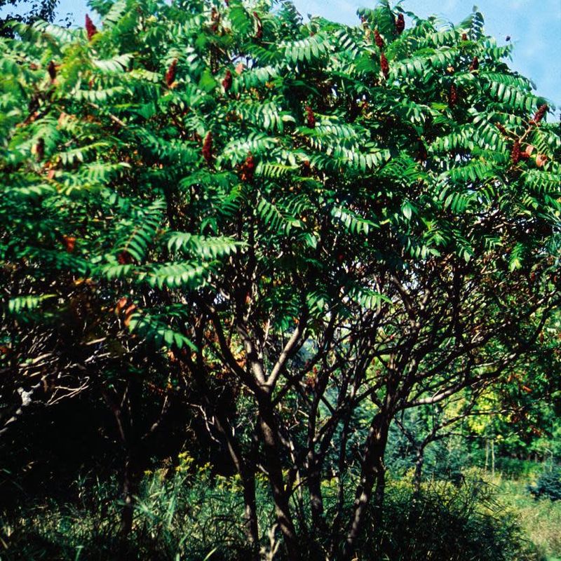 Rhus typhina 'Staghorn' Sumac