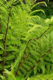 Fern 'Lady in Red', Size: 1 gal