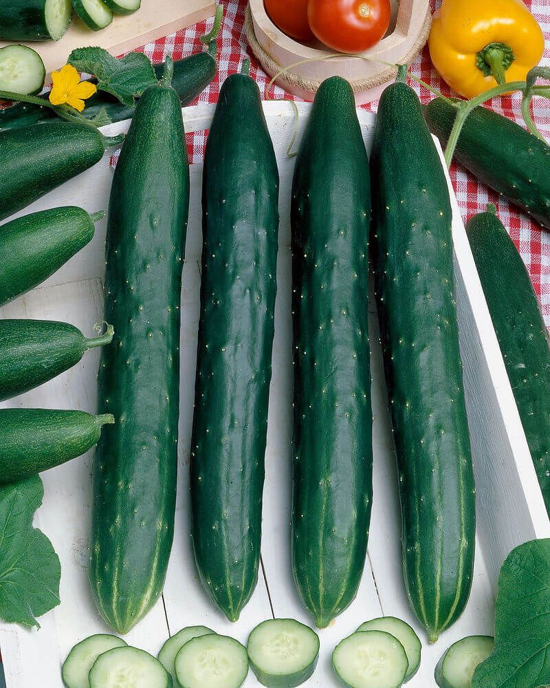 Cucumber (seed pkg), Variety: Burpless Hybrid