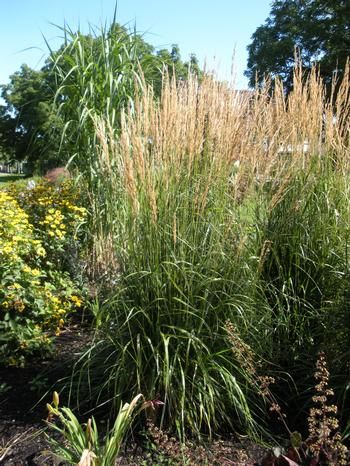 Feather Reed Grass - Calamagrostis 'Karl Foerster', Size: 1 gal