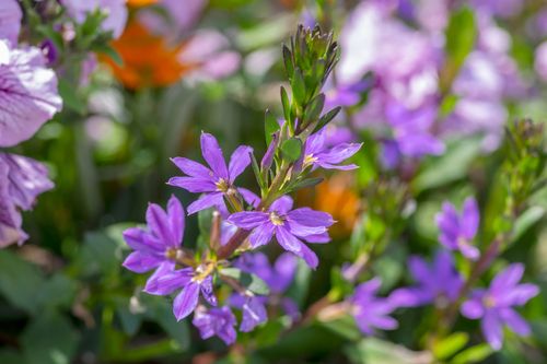 Fan Flower 'Scaevola' - 4", Color: Blue Violet