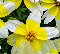 Bidens 4", Color: Spicy Electric White