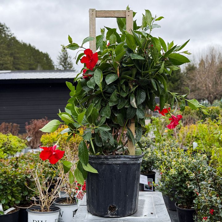 Mandevilla Trellis - 10", Color: Red
