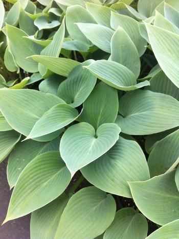 Hosta 'Halycon', Size: 1 gal
