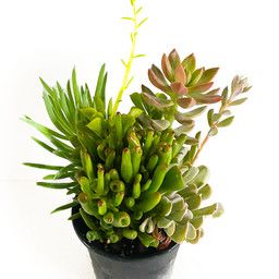 Succulent Living Canvas, Style: Seaside Suntan 1 qt