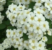 Spirea vanhouttei 'Bridal Wreath', Size: 2 gal