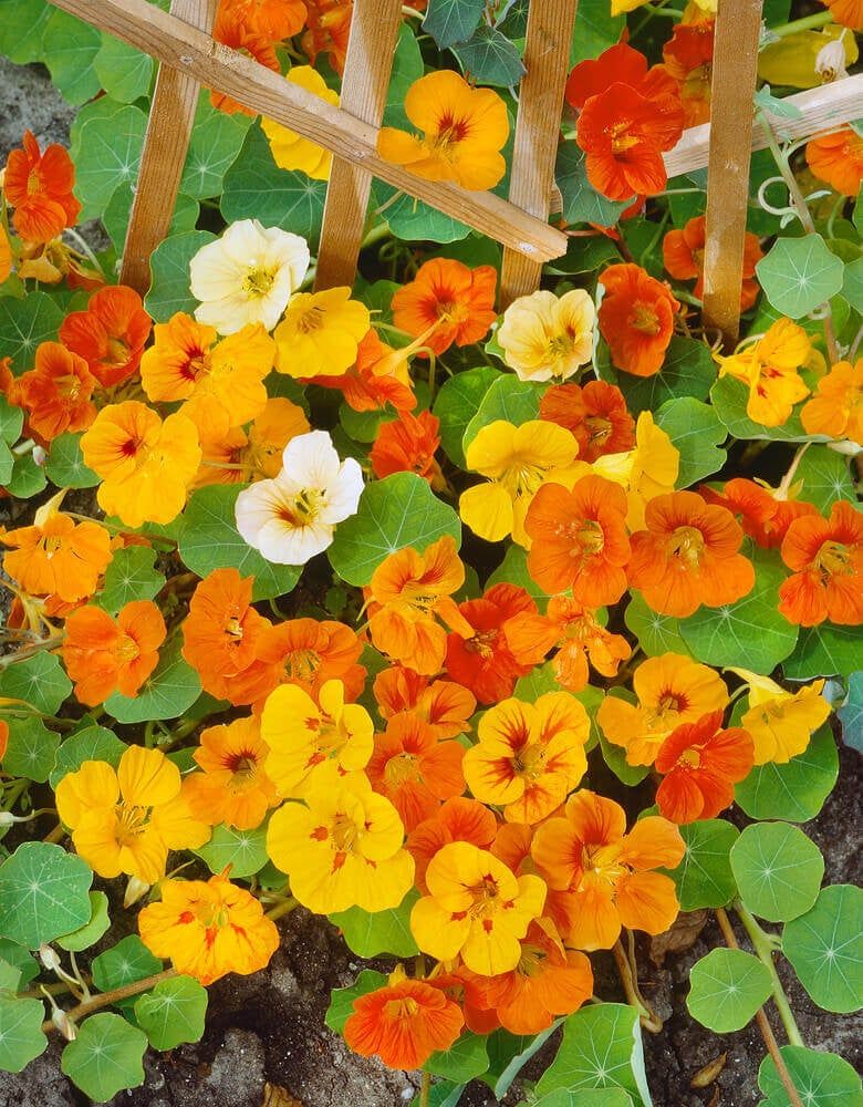 Nasturtium (seed pkg), Variety: Climbing Mix
