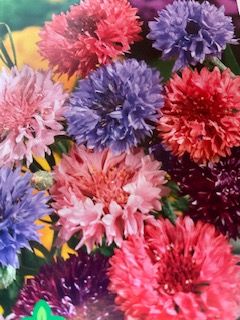 Bachelor Buttons (seed pkg), Variety: OSC Mixture