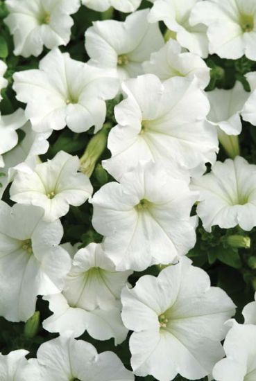 Wave Petunia 4", Color: Easy Wave White