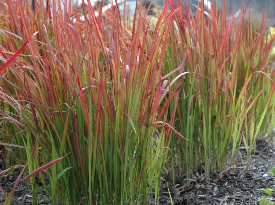 Japanese Blood Grass - Imperata 'Red Baron', Size: 1 gal