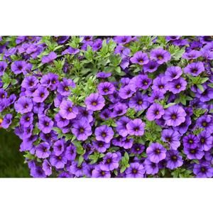 Million Bells - 4", Color: Aloha Kona True Blue