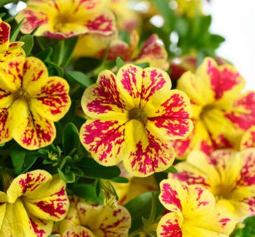 Million Bells - 4", Color: Lia Abstract Lemon Cherry