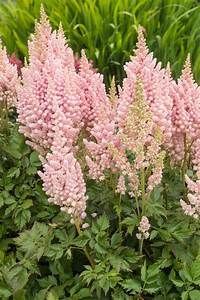 Astilbe 'Visions Inferno', Size: 2 gal