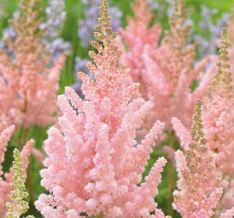 Astilbe 'Visions Inferno'