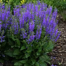 Perennial Sage 'Salvia Midnight Model', Size: 1 gal
