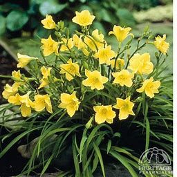 Daylily - Hemerocallis 'Happy Returns', Size: 1 gal