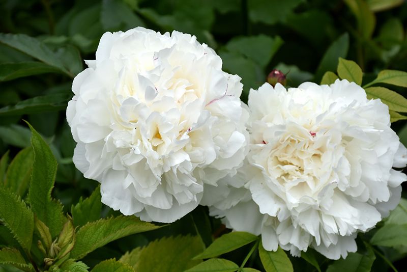 Peony 'Duchess de Nemours', Size: 2 gal (white)