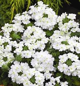 Verbena - 4", Color: Empress White