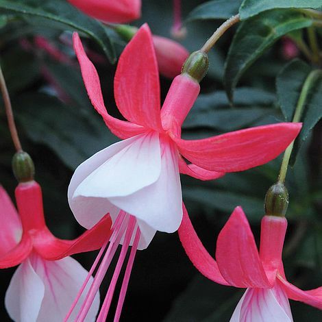 Fuchsia Bella 4", Color: Evita