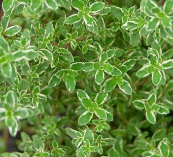 Thyme , Variety: 'Lemon' 4"