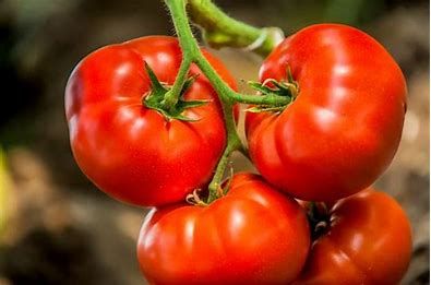 Tomato 2 cell pack -, Variety: Big Beef