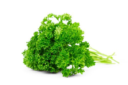 Parsley 'Curled', Size: 4"