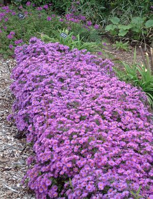 Perennial Aster, Variety: 'Wood's Purple' 1 gal