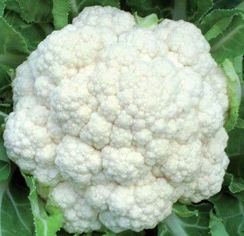 Cauliflower - 4", Variety: Snow Crown