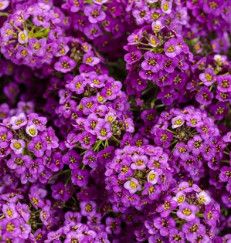 Alyssum - 4 cell pack, Color: Purple