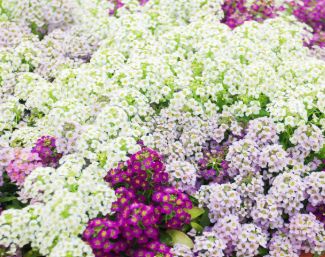 Alyssum - 4 cell pack