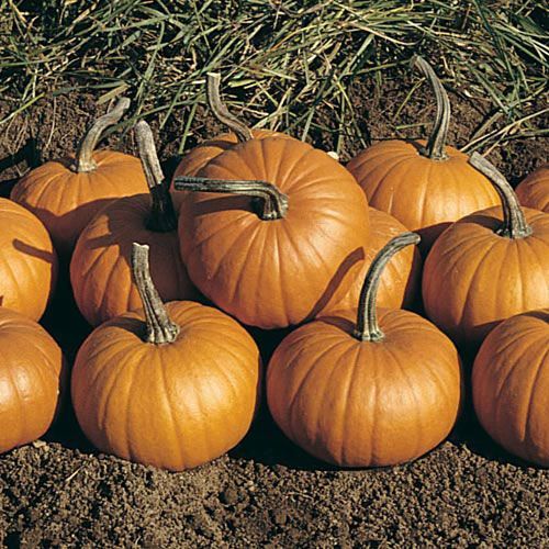 Pumpkin 2 cell, Variety: Baby Bear