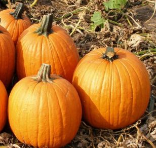 Pumpkin 2 cell