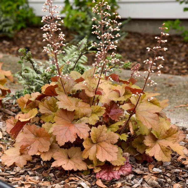 Coral Bells 'Heuchera Dolce Toffee Tart', Size: 8" PW