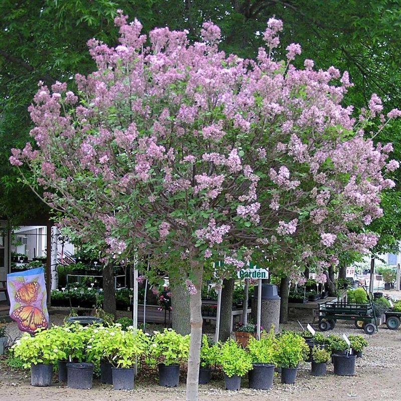 Lilac 'Dwarf Korean' Standard - potted, Size: 4' 7 gal