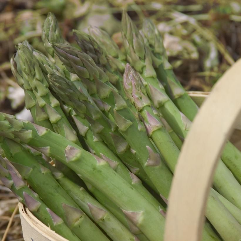 Asparagus 'Millenium', Size: 1 gal