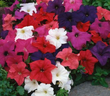 Petunia - 4 Cell Pack