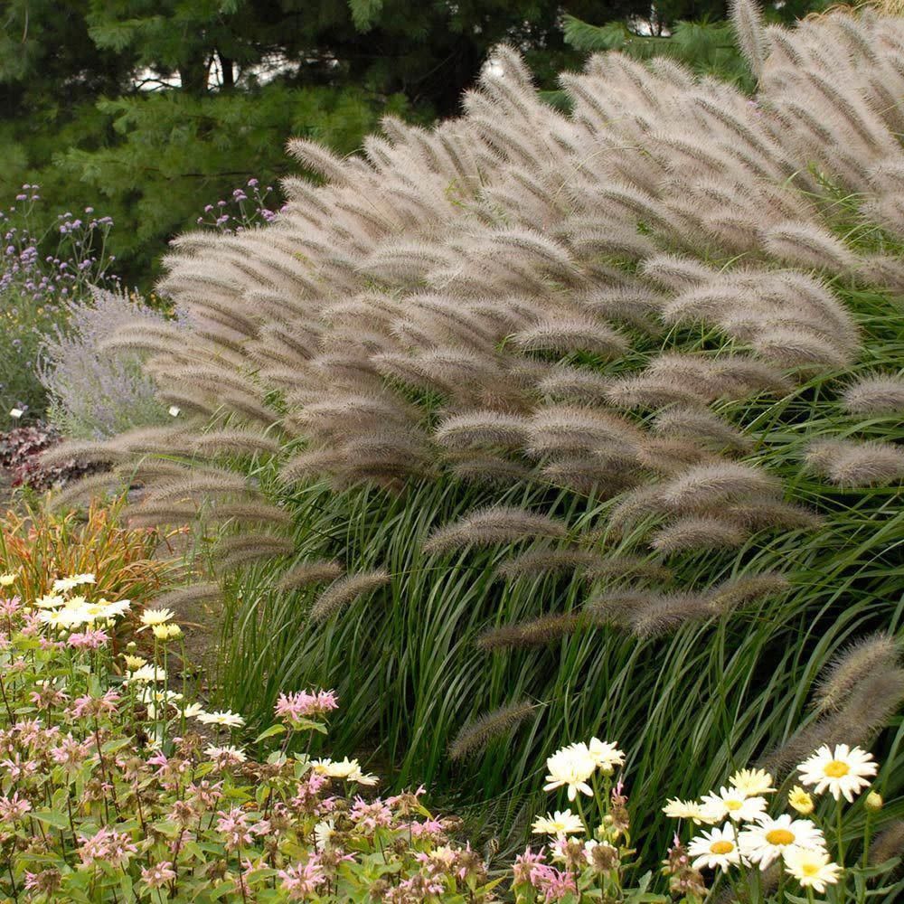 Pennisetum 'Red Head' Fountain Grass, Size: 1 gal