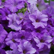 Petunia 4" - Surfinia